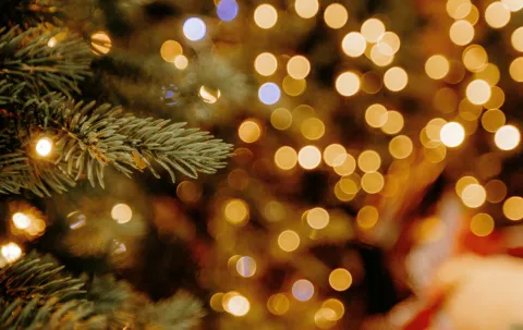 Blurred Christmas tree lights with a pine branch in the foreground.